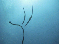 Termitedidge avatar