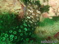 scuba diving photo