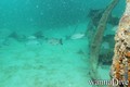 scuba diving photo