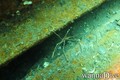 scuba diving photo