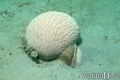 scuba diving photo