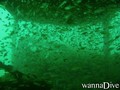 scuba diving photo