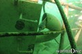 scuba diving photo