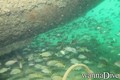 scuba diving photo