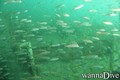 scuba diving photo