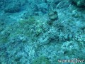 scuba diving photo