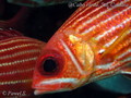 scuba diving photo
