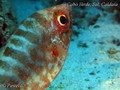 scuba diving photo
