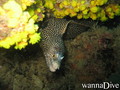 scuba diving photo