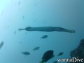 scuba diving photo