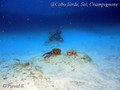 scuba diving photo