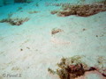 scuba diving photo