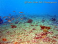 scuba diving photo