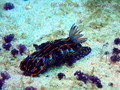 scuba diving photo