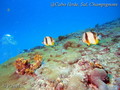 scuba diving photo