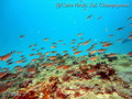 scuba diving photo