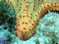 scuba diving photo