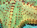 scuba diving photo