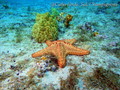scuba diving photo