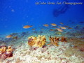 scuba diving photo
