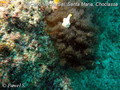 scuba diving photo