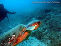 scuba diving photo