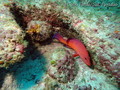 scuba diving photo
