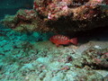 scuba diving photo