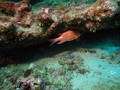 scuba diving photo