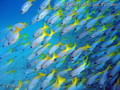 scuba diving photo