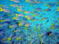 scuba diving photo