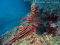 scuba diving photo