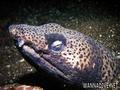scuba diving photo