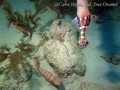 scuba diving photo
