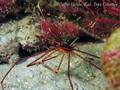 scuba diving photo