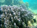 scuba diving photo