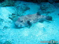scuba diving photo
