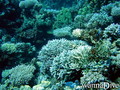 scuba diving photo