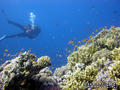 scuba diving photo