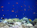 scuba diving photo