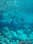 scuba diving photo