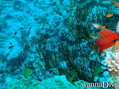 scuba diving photo
