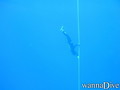 scuba diving photo