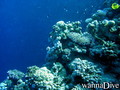 scuba diving photo