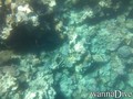 scuba diving photo