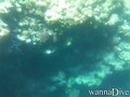 scuba diving photo