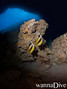 scuba diving photo