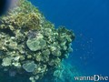 scuba diving photo