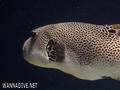 scuba diving photo