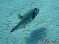 scuba diving photo